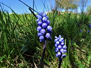 24 Bei fiori di Muscari (Muscari botryoides)